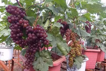 Ngắm nho cảnh đẹp mê ly phục vụ Tết Nguyên đán 2018