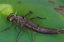 Là bậc thầy diệt muỗi nhưng lại bị con người bắt số lượng lớn