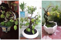Mê mẩn những chậu khế bonsai dáng siêu đẹp