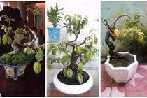 Mê mẩn những chậu khế bonsai dáng siêu đẹp