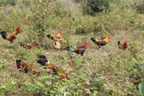 Những trại gà chín cựa kiếm tiền khủng ở Việt Nam