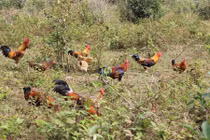 Những trại gà chín cựa kiếm tiền khủng ở Việt Nam