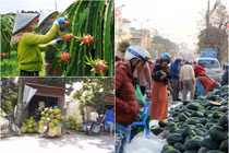 Thảm cảnh thanh long, dưa hấu, mít Việt ế ẩm vì dịch corona