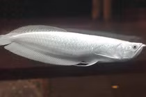 Những điều chưa về loài cá cảnh đắt nhất thế giới gần 10 tỷ