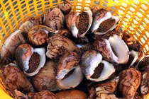 Hành trình săn sản vật biển tìm ngọc ốc hoàng đế