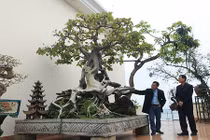 Cây bồ đề có rễ “ảo diệu”, sừng sững trong nhà đại gia Hà Nội