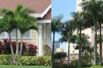 Nên trồng cây gì trước nhà để mang lại phong thủy tốt cho gia đình?