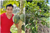 Khu vườn xanh mướt trong biệt thự 700m2 của Lý Hùng