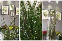 Ngắm hoa tuyết mai nhập khẩu chị em đua nhau sắm chơi Tết