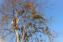 Hành trình bắt trứng kiến gai đen nửa triệu đồng/kg