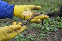 Săn giun 'khổng lồ': Mổ ruột, sấy khô bán sang Trung Quốc