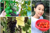Mãn nhãn vườn rau quả trĩu cành trong nhà Hoa hậu Việt ở trời Tây
