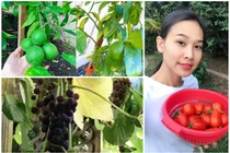 Mãn nhãn vườn rau quả trĩu cành trong nhà Hoa hậu Việt ở trời Tây