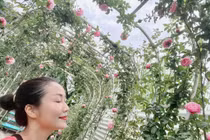 Vườn hồng hoành tráng như rạp đám cưới của Ốc Thanh Vân