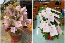 Sợ nắng chậu mai vàng nở tung, chủ nhà che đậy ai cũng trầm trồ 