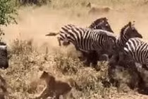 Mạo hiểm làm điều này, sư tử bị đàn ngựa vằn giẫm suýt chết