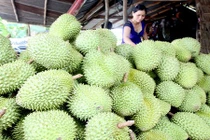 Những lần Trung Quốc thu mua trái cây non lạ lùng ở Việt Nam