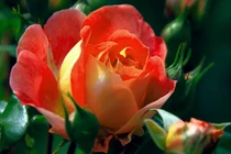 Người có giờ sinh này, đa mưu túc trí 