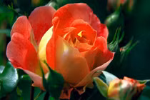 Người có giờ sinh này, đa mưu túc trí 