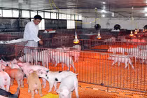 Đã mắt ngắm trang trại lợn xa xỉ, cao tầng độc nhất giữa Hà Nội