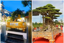 Giật mình thú chơi dát vàng chậu cây cảnh của đại gia Việt