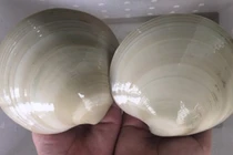 Sò bơ Mỹ nhập khẩu 100.00 đồng/con "hút" nhà giàu Việt