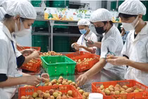 20 tấn vải thiều sớm Bắc Giang xuất khẩu sang thị trường Nhật Bản