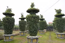 Ngắm quýt khổng lồ tạo hình chưa Tết đã “cháy hàng“