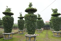 Ngắm quýt khổng lồ tạo hình chưa Tết đã “cháy hàng“