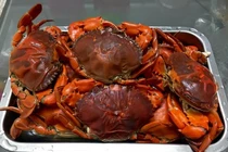 Loại cua trông “khù khờ” hơn nửa triệu đồng/kg vẫn hút khách