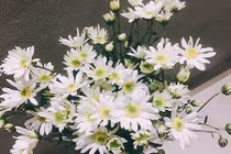 Cách trang trí nhà đẹp tinh khôi với cúc họa mi