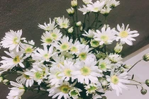 Cách trang trí nhà đẹp tinh khôi với cúc họa mi