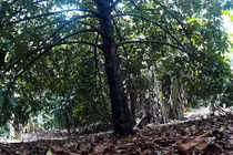 Độc đáo: Nơi này có những cây măng cụt hơn 100 tuổi đời 