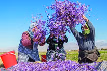 Đột nhập thủ phủ sản xuất “vàng đỏ” hàng tỷ đồng/kg tại Iran