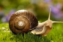 Nghe tên “sợ khiếp vía” loại ốc đắt ngang thịt vẫn hút khách