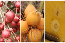 4 loại trái cây ngon, mới lạ của nông dân Việt