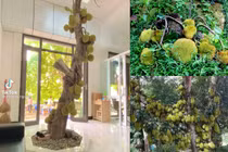 Ngỡ ngàng những cây mít trĩu quả “độc nhất vô nhị” của nông dân Việt