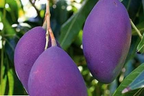 Ngắm vườn xoài ba màu thu bạc tỷ ở miền Tây