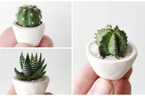 Trang trí nhà xinh bằng những cây xương rồng mini đẹp "trụy tim"