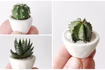 Trang trí nhà xinh bằng những cây xương rồng mini đẹp "trụy tim"