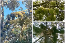 Thích mắt ngắm loạt sầu riêng trĩu quả như muốn “gãy cành” 