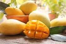 Xoài Cát Chu xuất sang Nhật 100.000 đồng/quả được trồng thế nào?