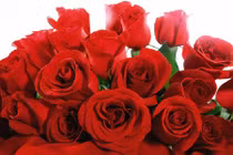 Ý nghĩa của từng màu sắc hoa hồng trong ngày Valentine 14/2