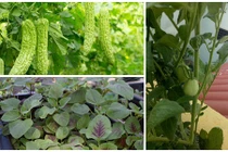 10 loại rau củ đón hè nên trồng trong tháng 4