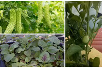 10 loại rau củ đón hè nên trồng trong tháng 4