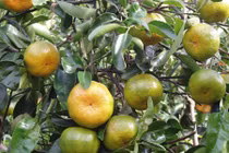 Ghé thăm vườn quýt tiến vua nổi danh cố đô Huế