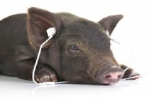 Tròn mắt xem cách nuôi lợn độc nhất vô nhị tại Việt Nam