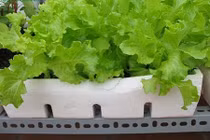 10 loại rau trồng thùng xốp lên vùn vụt vào mùa thu