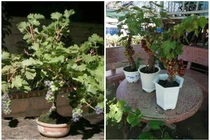 Bật mí về loại nho cảnh độc, lạ hứa hẹn gây sốt Tết 2022