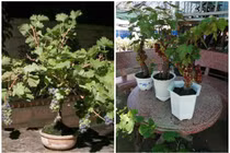 Bật mí về loại nho cảnh độc, lạ hứa hẹn gây sốt Tết 2022